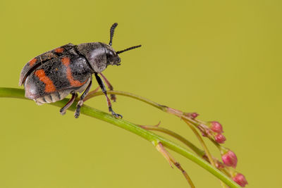 Close-up of insect on yellow flower