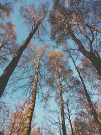 Low angle view of tree