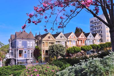 Painted ladies