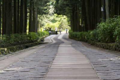 Empty road along trees