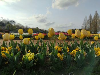 Close-up of yellow flowering plants on field against sky