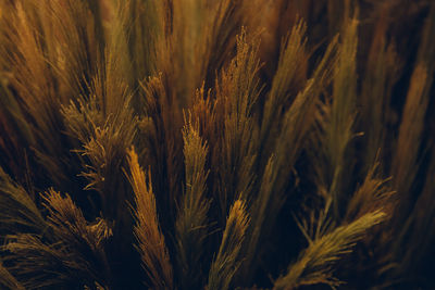 Full frame shot of wheat field