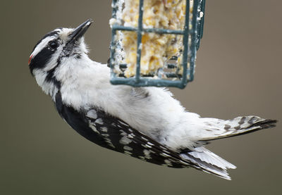 Close-up of bird