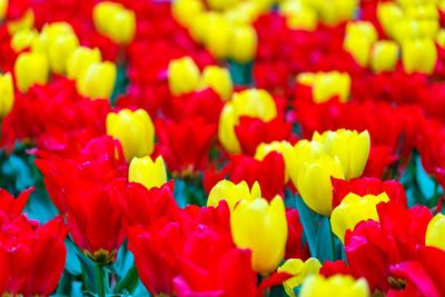 Full frame shot of multi colored flowering plants