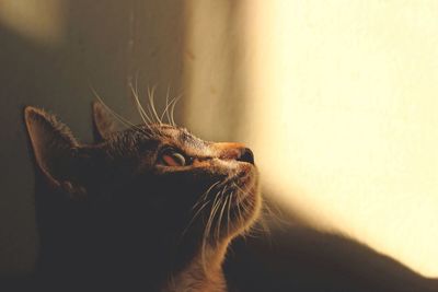 Close-up of cat