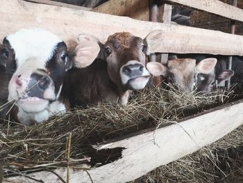 High angle view of cows in shed