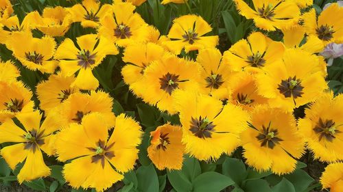 Close-up of yellow flowering plants