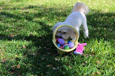 High angle view of maltipoo with easter eggs in basket on grassy field