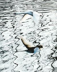 High angle view of swan in water