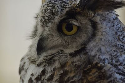 Close-up portrait of owl