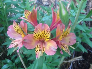 Close-up of flowers blooming outdoors