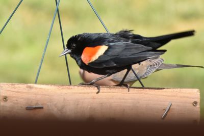 Close-up of bird perching on wood