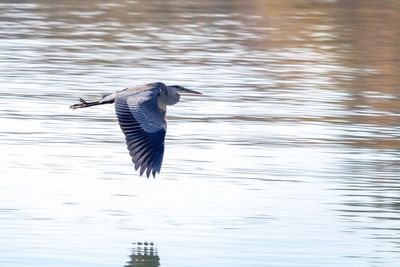 Bird flying over lake