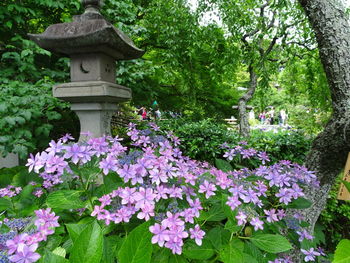 Pink flowers growing on tree