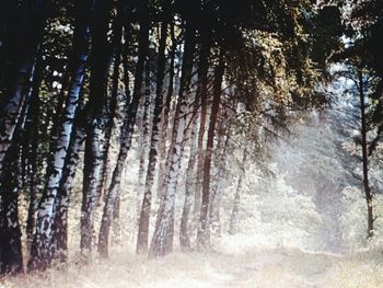 Trees in forest during winter