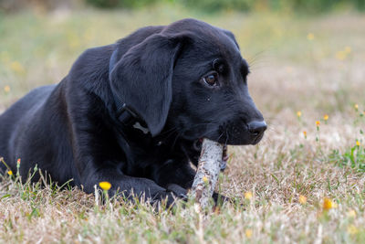 Portrait of an 11 week old black labrador playing with a stick outside in the garden