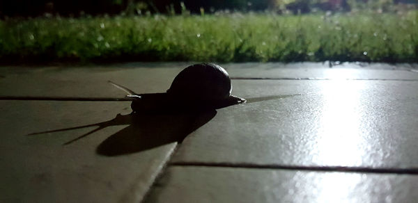Close-up of a young bird on grass
