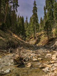 Scenic view of forest