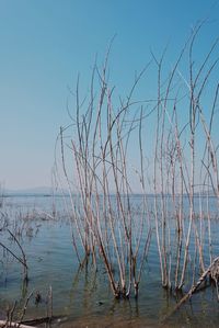 Scenic view of lake against clear blue sky