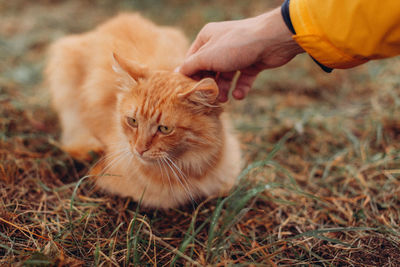 Full length of hand holding cat on field