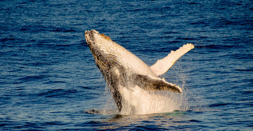 Whale jumping in sea