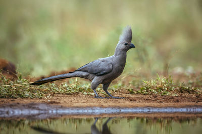 Close-up of bird perching on field