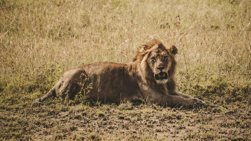 Cat resting on field