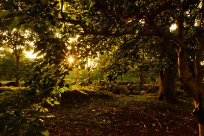 Trees in illuminated park during sunset