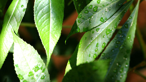 Close-up of raindrops on leaves