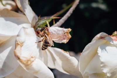 High angle view of bee