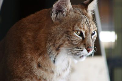 Close-up of a cat looking away