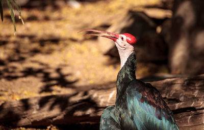 Close-up of bird