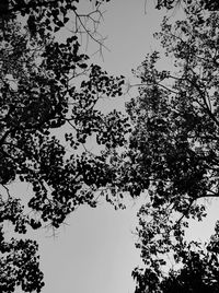 Low angle view of silhouette tree against clear sky