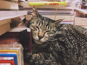 Cat relaxing on bed