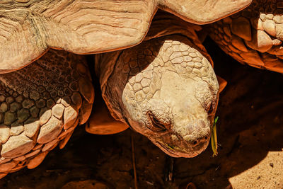 High angle view of dry leaf on field