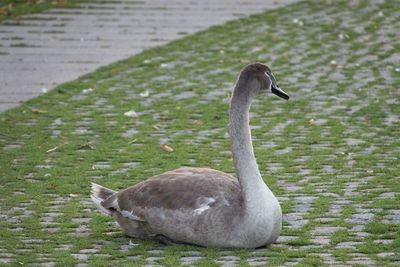 Swan sitting on street