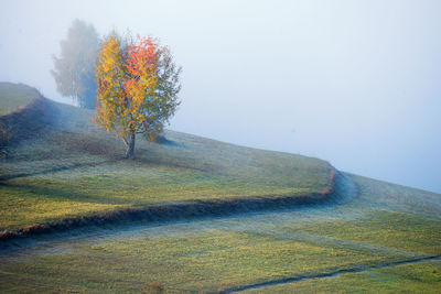 Tree on landscape against clear sky