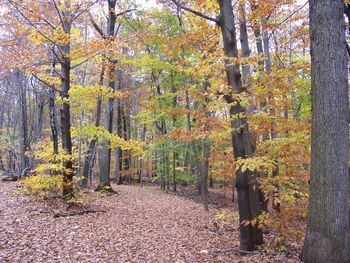 Trees in forest