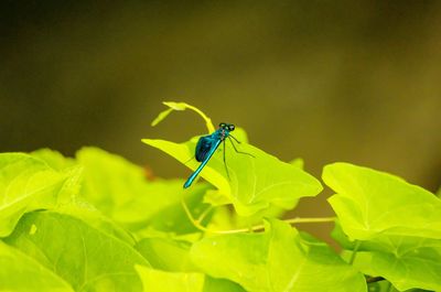 Close-up of insect pollinating flower