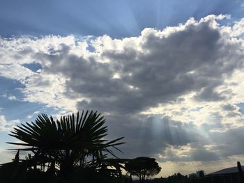 Low angle view of palm trees against cloudy sky