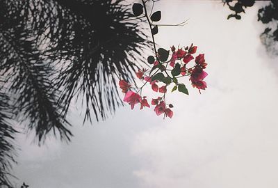 Low angle view of red flowering plant against sky