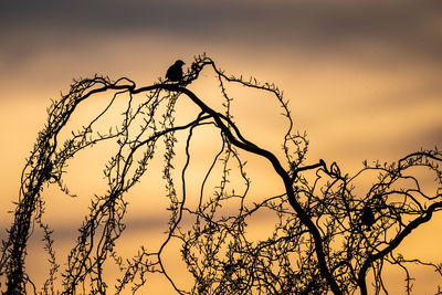 Low angle view of silhouette bird perching on branch