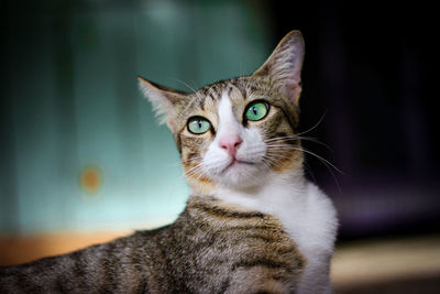 Close-up portrait of a cat looking away