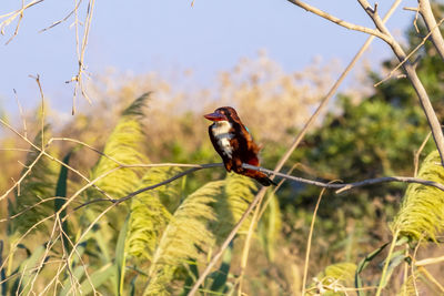 Close-up of bird perching on branch