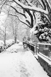 Snow covered footpath amidst trees and buildings in city