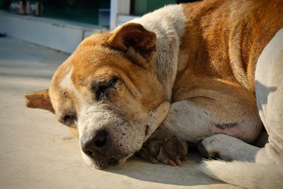 Close-up of dog sleeping