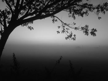 Silhouette trees against sky during foggy weather