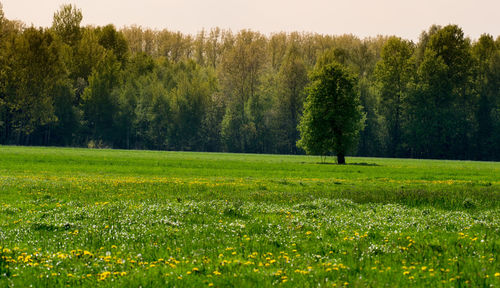 Trees on grassy field