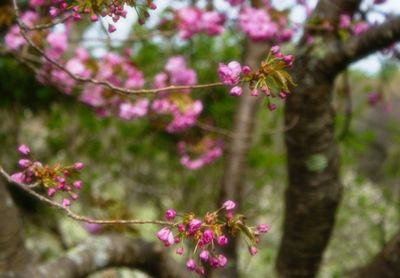 Close-up of pink flowers blooming on tree