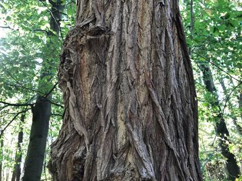 Low angle view of tree trunk in forest